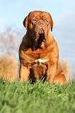 DOGUE DE BORDEAUX 213